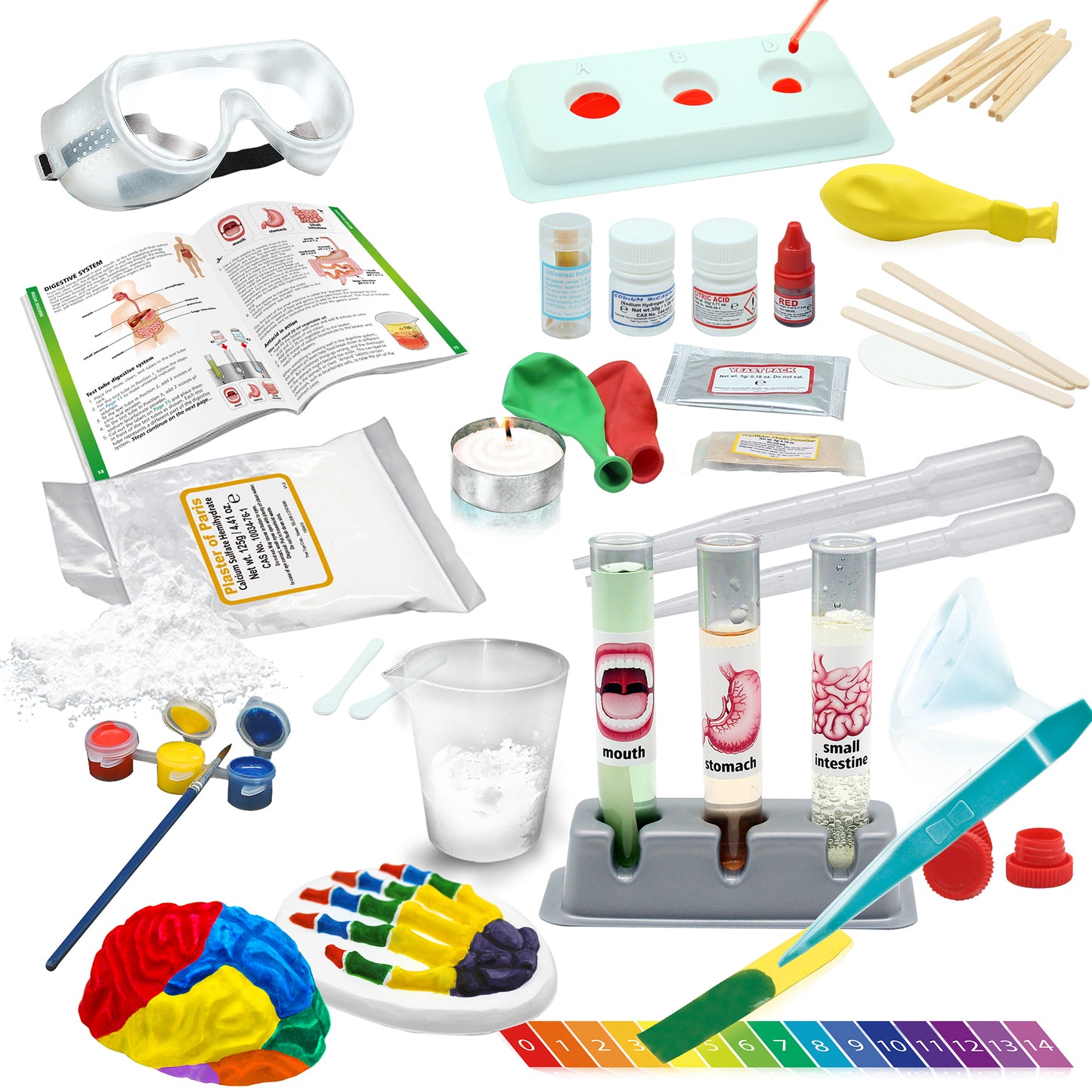 Medical Science - STEM Kit for Ages 8+ - Make a Test-Tube Digestive System, Extract DNA, Create Anatomical Models and More!