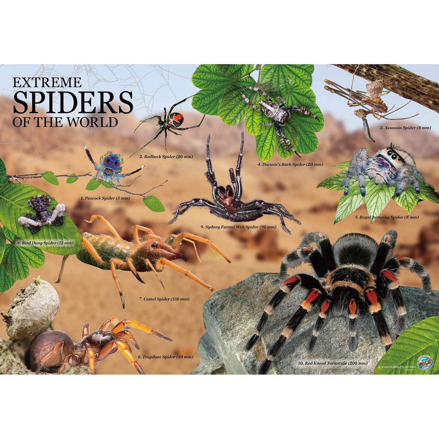 Extreme Spiders of the World - For Ages 6+ - Create and Customize Models and Dioramas - Study the Most Extreme Animals