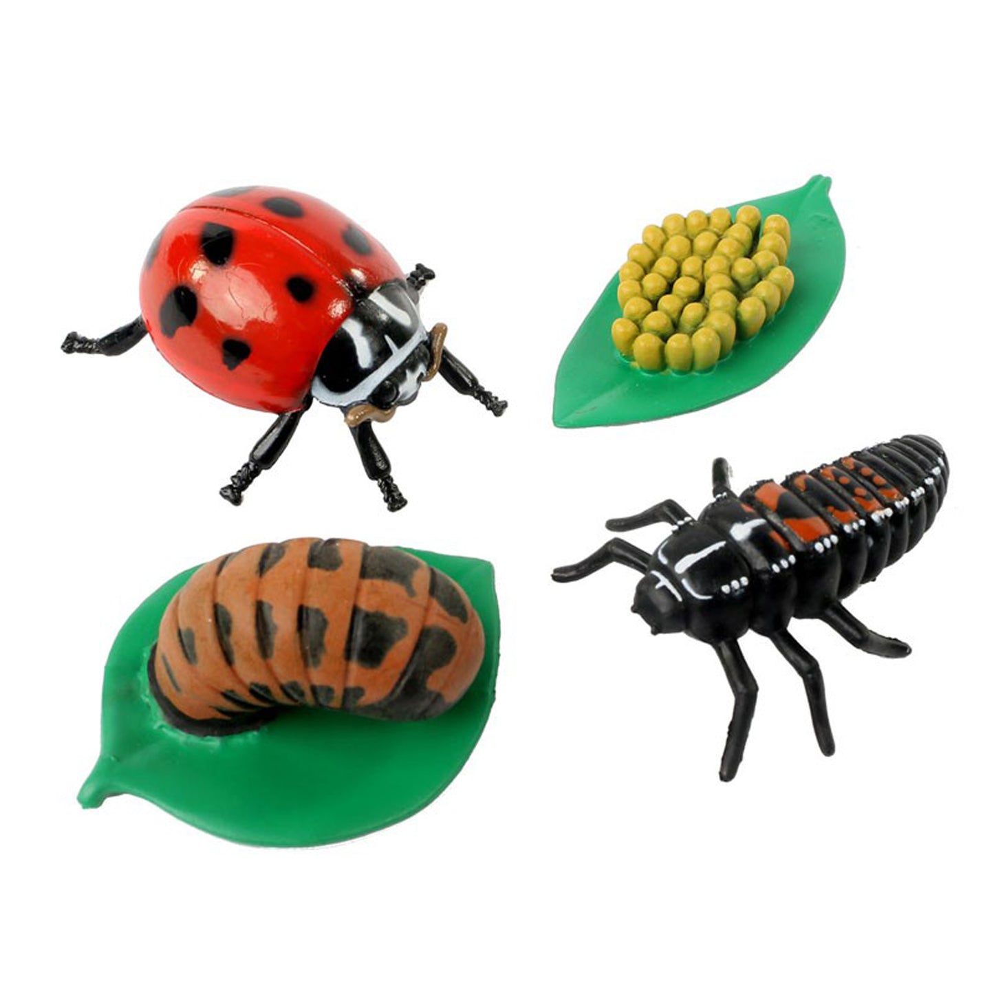 Ladybug Life Cycle Stages, 4 Per Set, 2 Sets