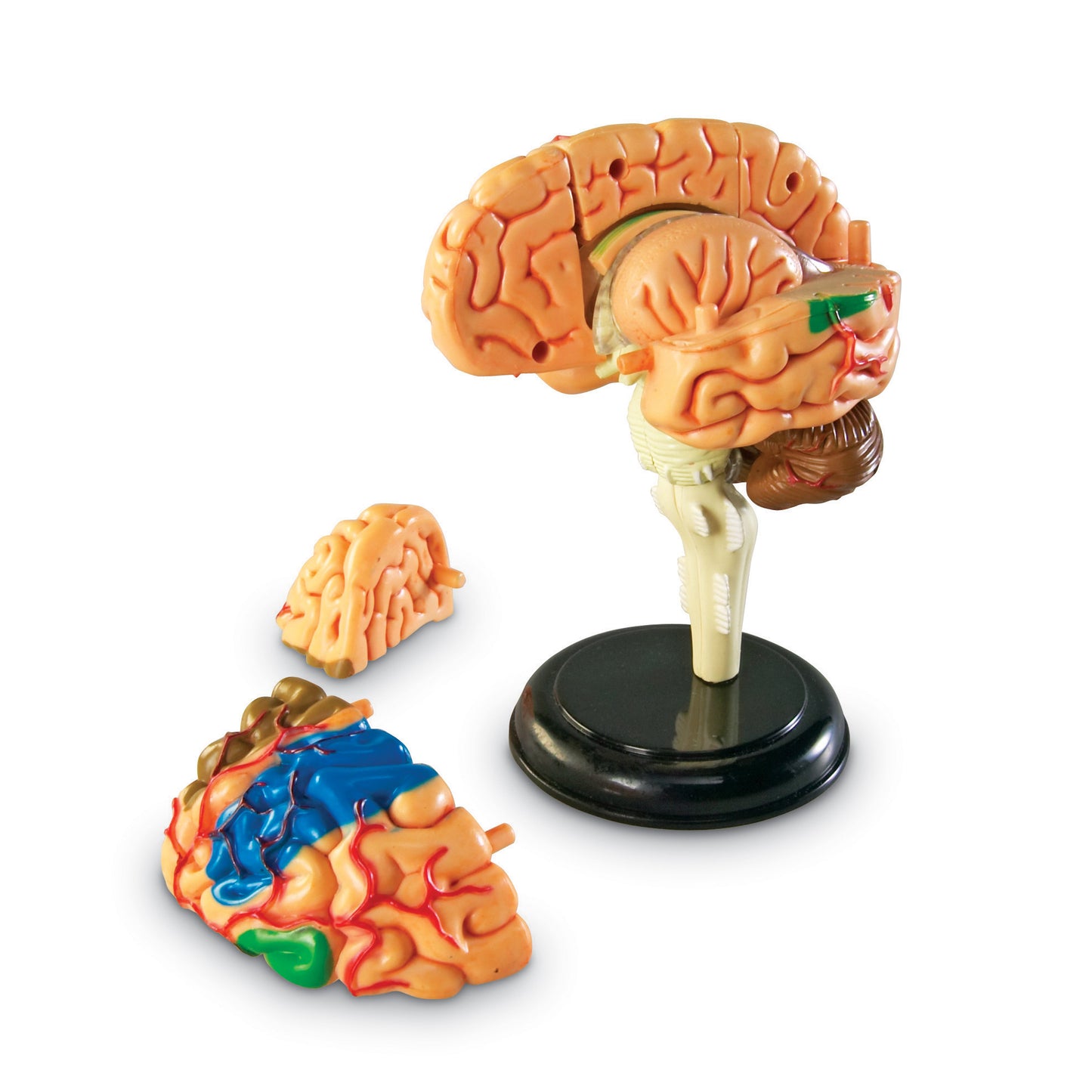 Brain Anatomy Model, 31 Pieces