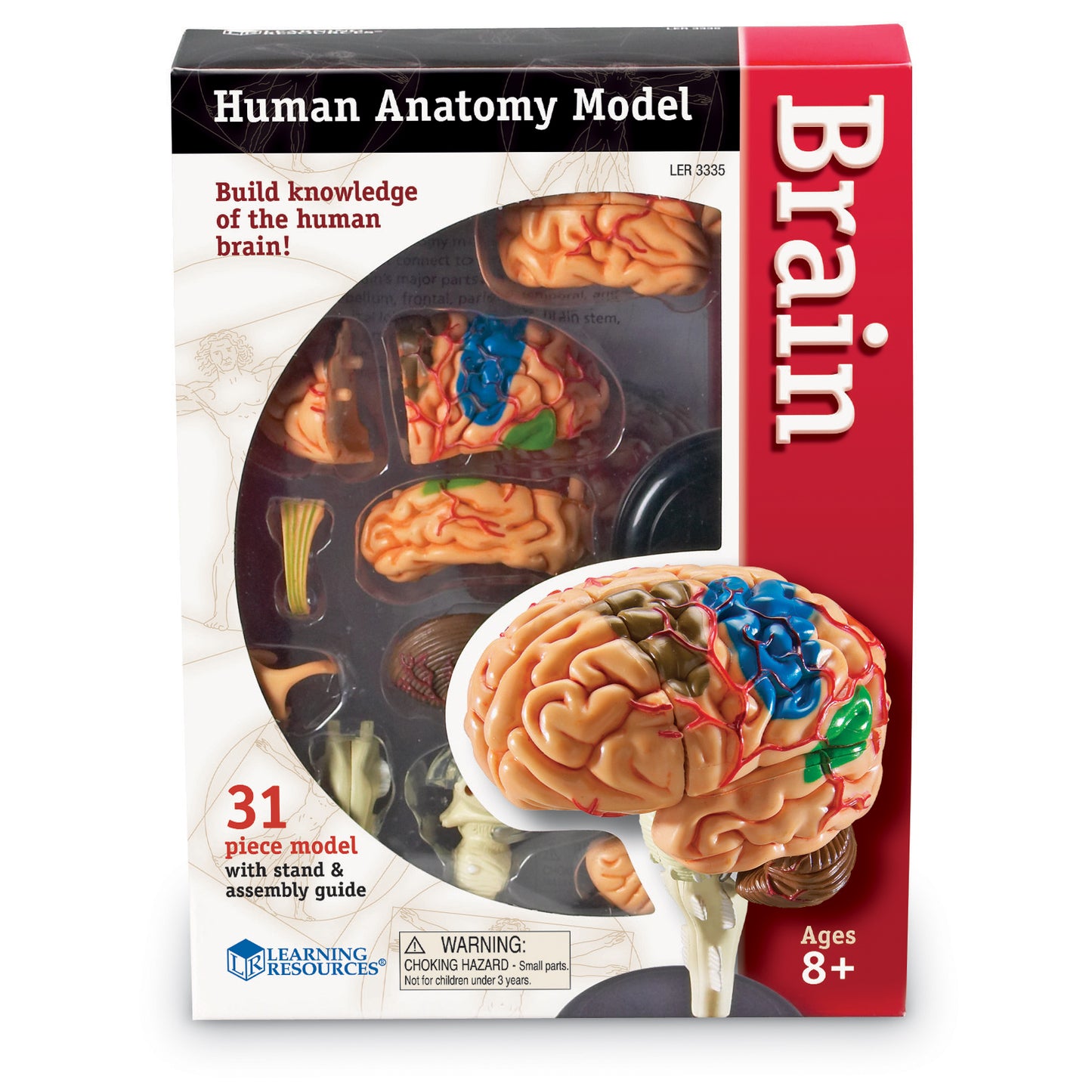 Brain Anatomy Model, 31 Pieces