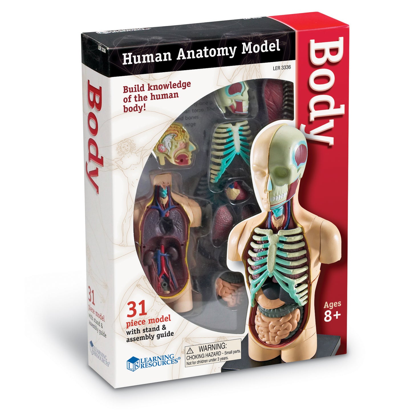 Human Body Anatomy Model, 31 Pieces