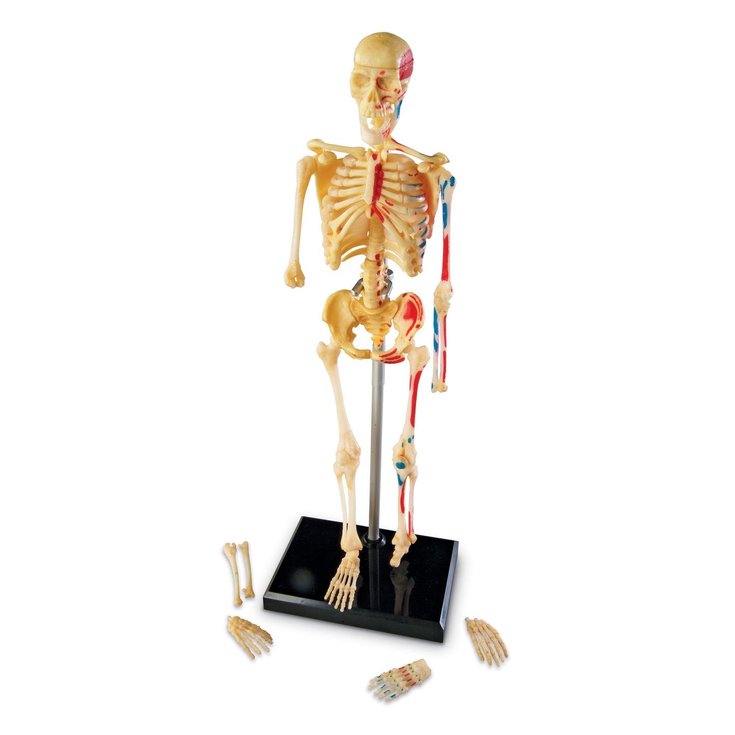 Human Skeleton Model, 41 Pieces