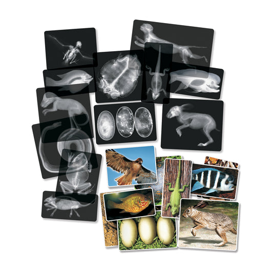 Animal X-Ray Set, Set of 14