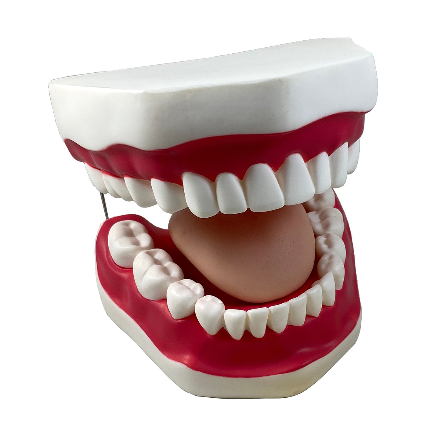 Oral Hygiene Model with Key