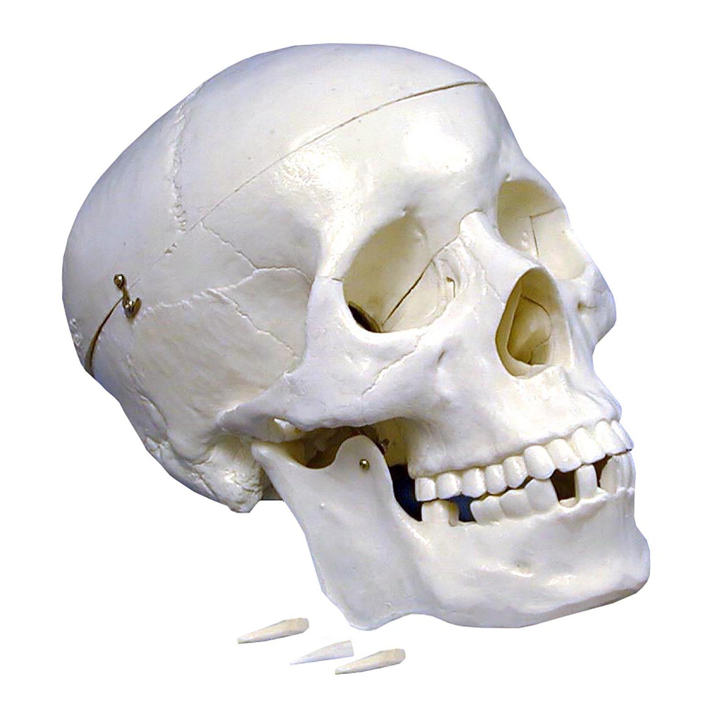 Plastic Human Skull Model