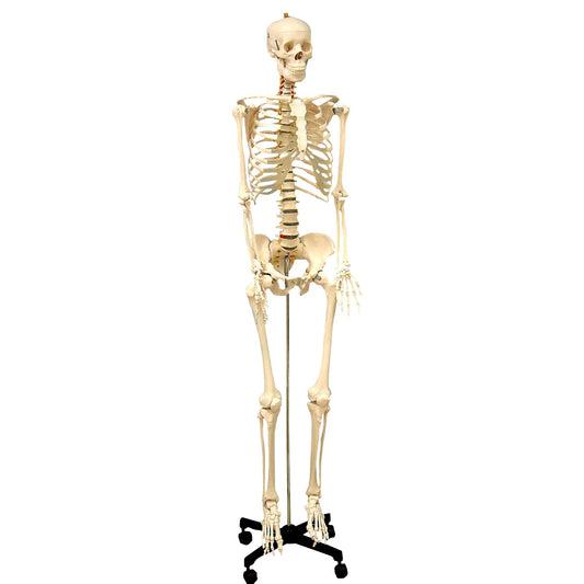 Life Size Human Skeleton Model with Key, Rod Mount