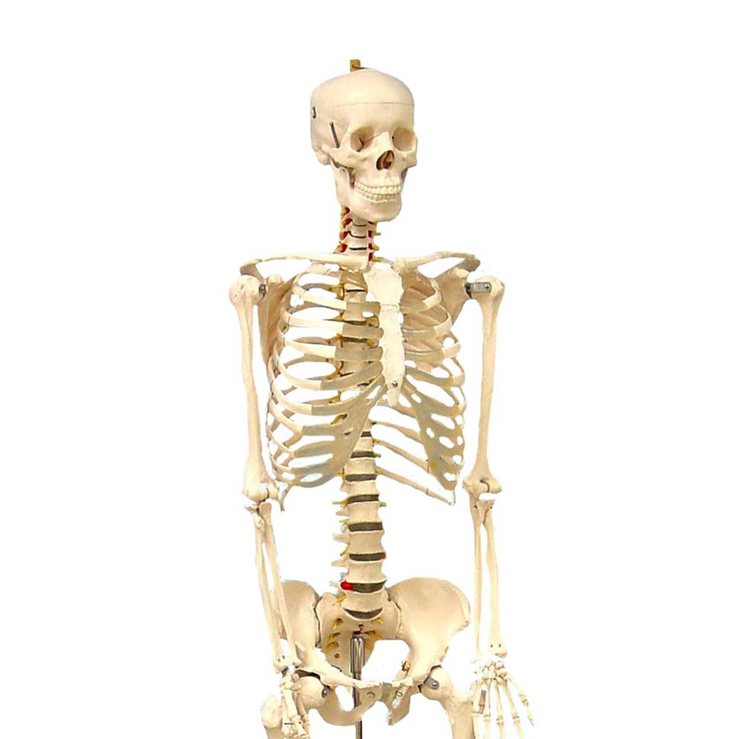 Life Size Human Skeleton Model with Key, Rod Mount