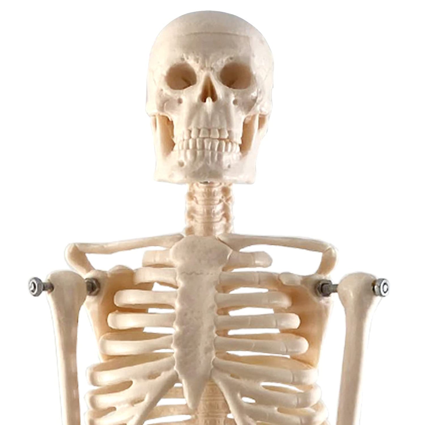 Human Skeleton Model with Key, 17"