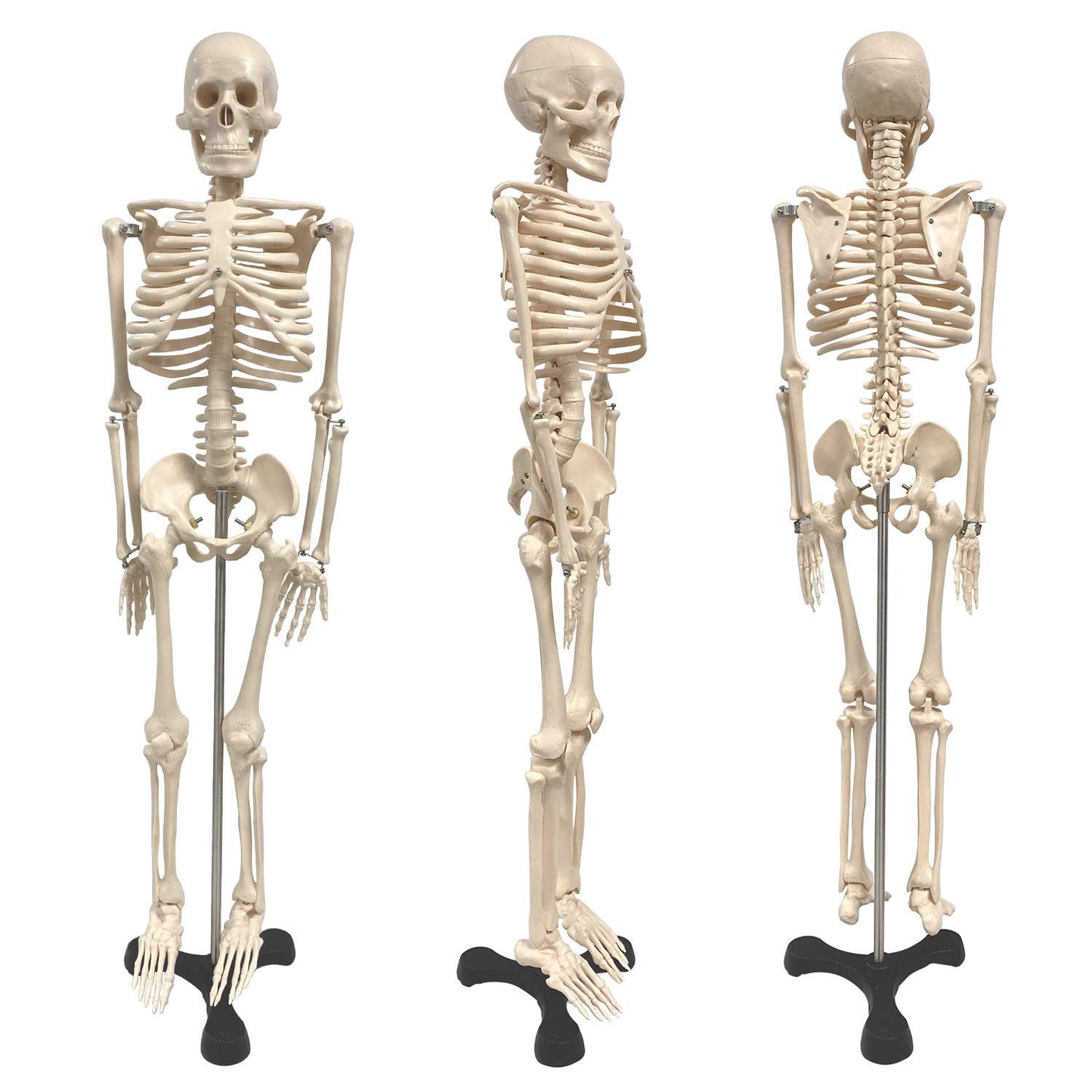 Human Skeleton Model with Key, 34"