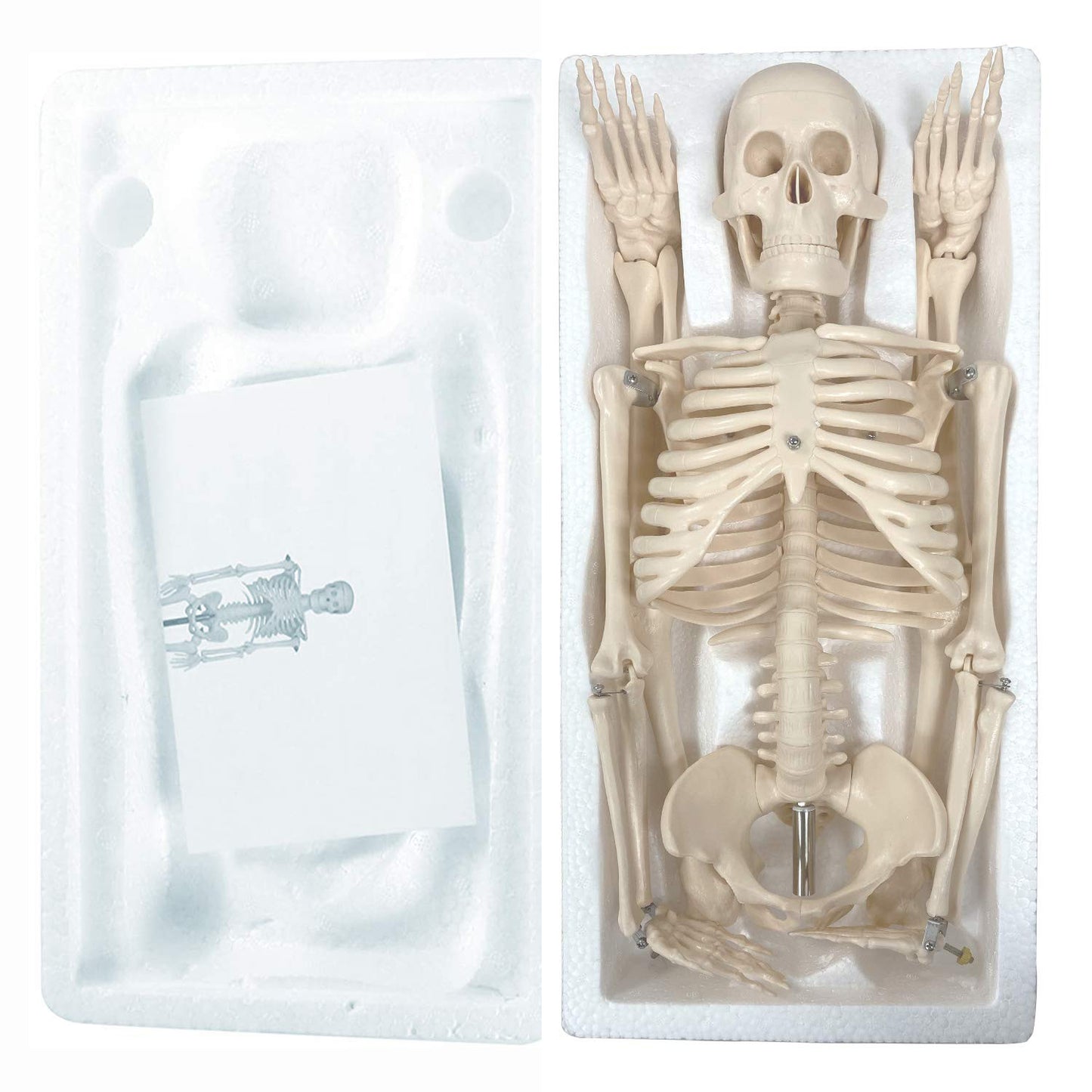 Human Skeleton Model with Key, 34"