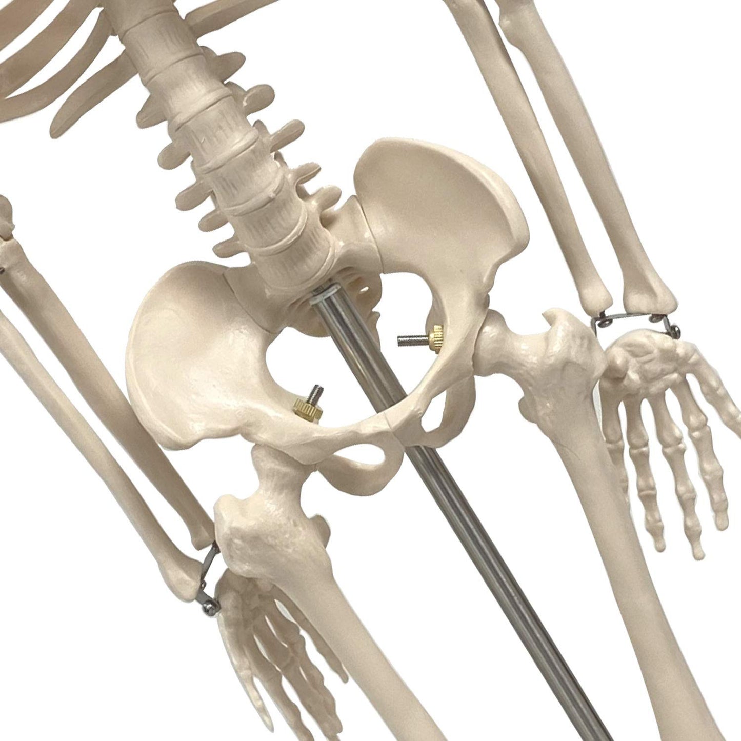 Human Skeleton Model with Key, 34"