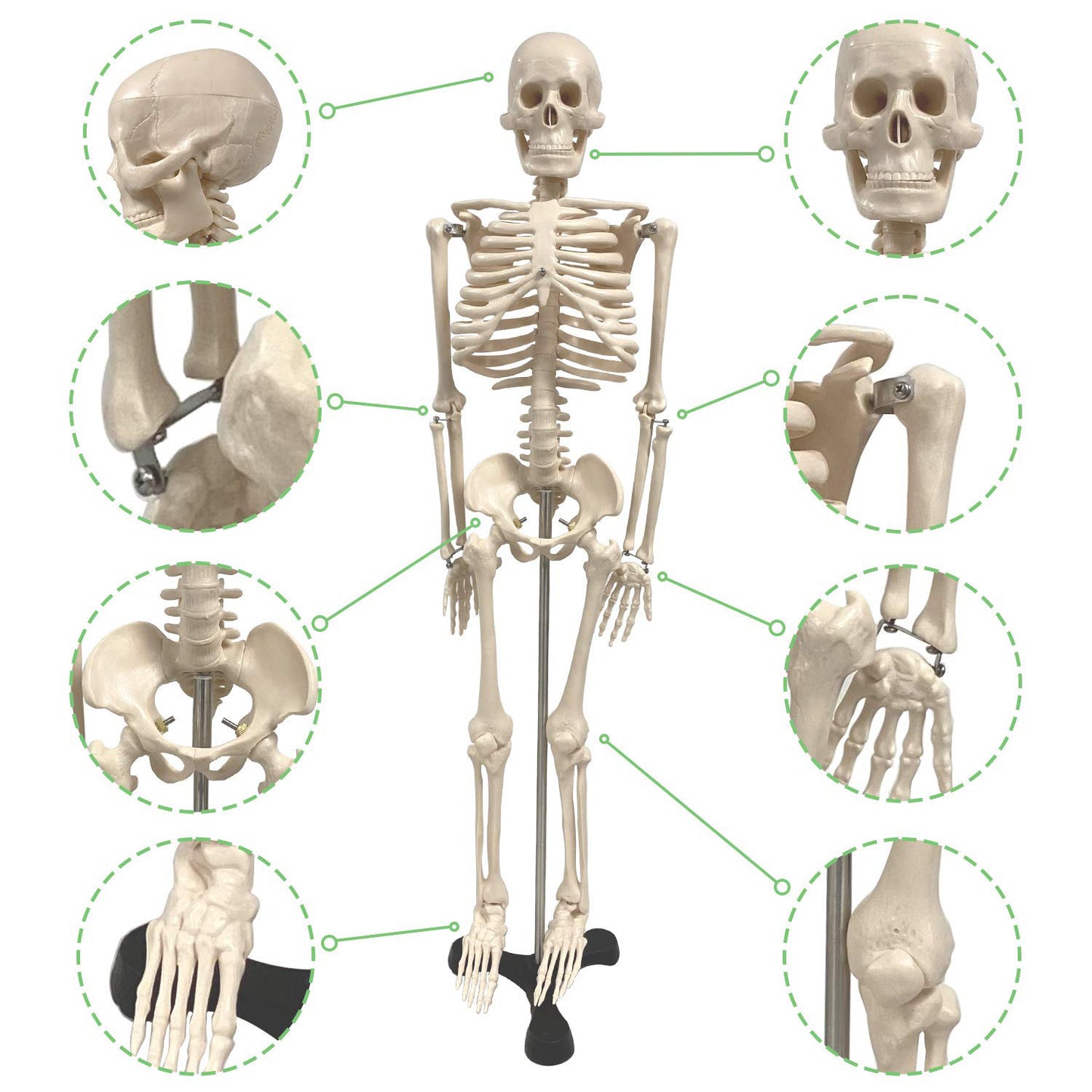 Human Skeleton Model with Key, 34"