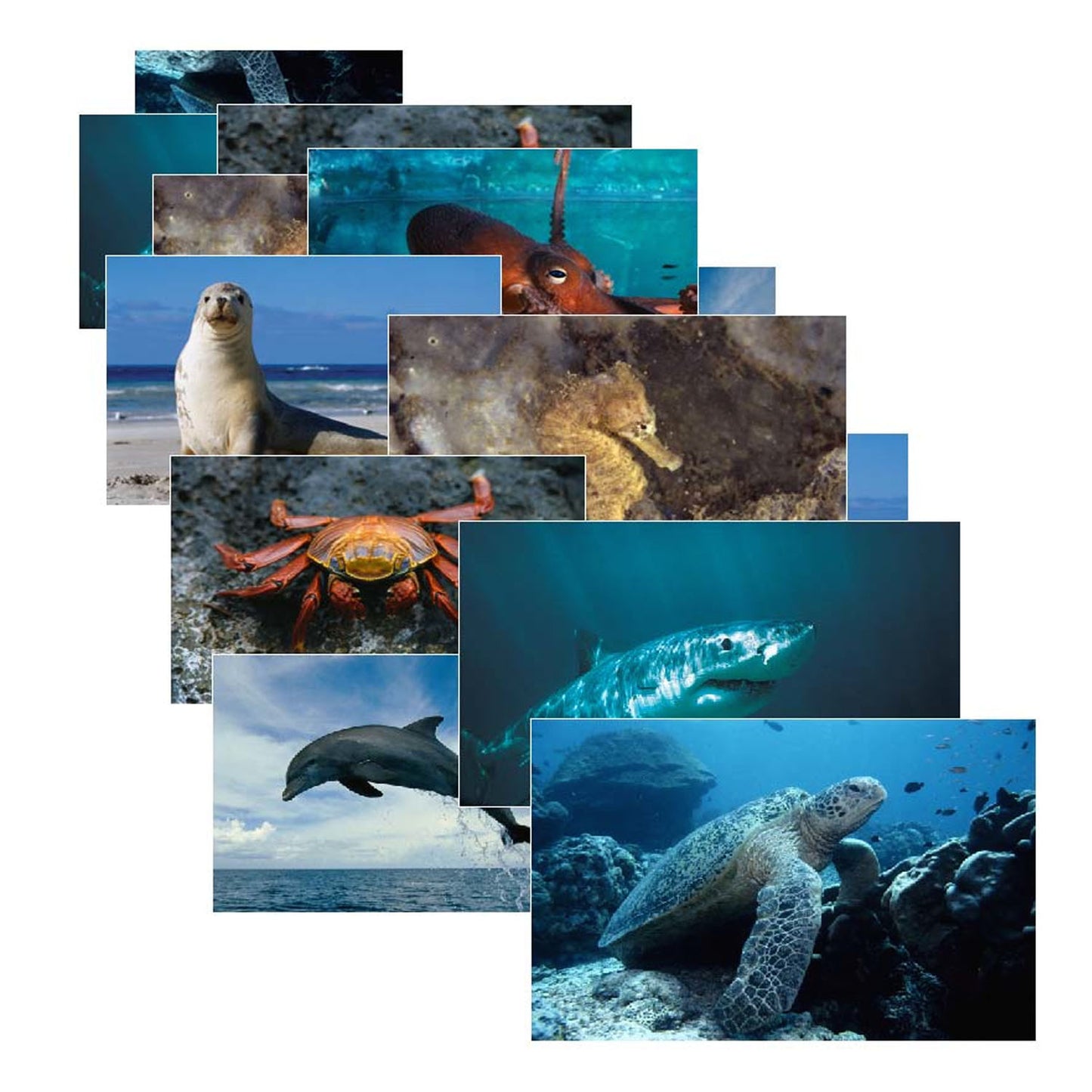 Sea Life Poster Set, Set of 14